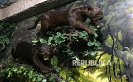 Macan Kumbang 