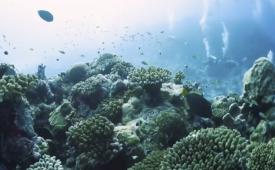 Menghangatnya suhu laut membuat ekosistem gugusan terumbu karang Florida Keys di Amerika Serikat semakin rusak.