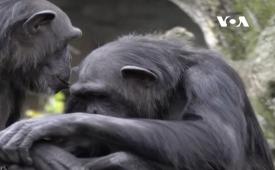 Natalia, seekor simpanse di kebun binatang Bioparc di Valencia, Spanyol, terus menggendong bayinya yang sudah mati.