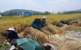  Panen padi Selasa (30/9/2026). Produktivitas padi di demplot seluas 5 hektare di Desa Plosogaden, Kecamatan Candiroto, Kabupaten Temanggung, Jawa Tengah, mencapai 10,2 ton per hektare.