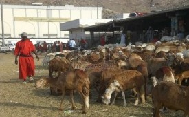 Para pedagang kambing di pasar di wilayah Kakiyah, selatan Makkah, mulai didatangi jamaah haji. Jamaah yang melaksanakan haji tamattu