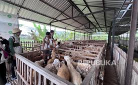 Para peserta Heartventure terlihat sedang melihat-lihat hewan kurban di DD Farm, Pundong, Kabupaten Bantul, Sabtu (17/5/2025).