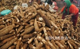 Petani Singkong Lampung Keluhkan Harga Jual Yang Merosot Republika Online