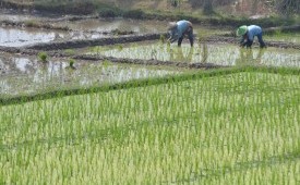 Petani menanam padi di kawasan persawahannya. (ilustrasi) 