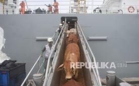 Officers drop off imported cows from Australia at Tanjung Priok Port, Jakarta, Thursday (15/4/2021). 160 companies expressed their commitment to procure imported dairy cows.