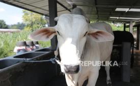 Salah satu sapi kurban dari Presiden Prabowo Subianto untuk Daerah Istimewa Yogyakarta. 