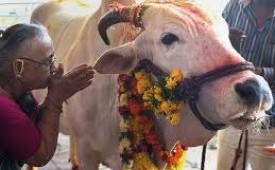 Sapi di India