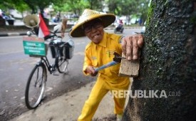 Sariban (73) mencabut paku yang tertancap di salah satu pohon di Kota Bandung (Foto: Yogi Ardhi/Republika)