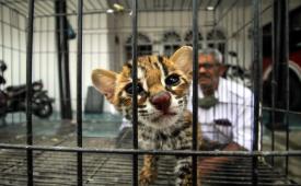 Polisi Buru Pelaku Penjualan Kucing Kuwuk