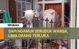 Seekor sapi kurban mengamuk saat hendak disembelih di Gang Pabrik Kulit Selatan, Kelurahan Sukaasih, Kecamatan Bojongloa Kaler, Kota Bandung, Jumat (6/6/2025) siang 