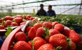 Untuk Pertama Kalinya, Stroberi Korea akan Dibudidayakan di Indonesia