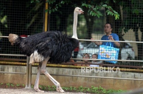 Lepas dari Kandang, Seekor Burung Unta Jalan-Jalan di Kota Bandung