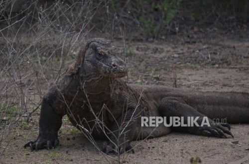 Wisata Komodo Salah Satu Sumber Devisa Tertinggi