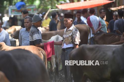 Tradisi Marosok, Cara Unik Pedagang dan Pembeli Ternak Bertransaksi di Padang Pariaman