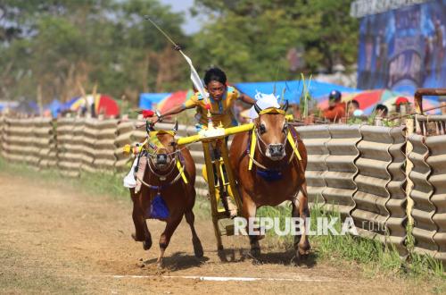 Melihat Keseruan Ajang Karapan Sapi di Bangkalan