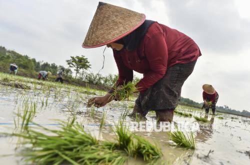 Baselang Ka Umo, Tradisi Gotong Royong Sawah Warisan Melayu Jambi