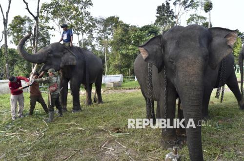 Gajah Ditembak 10 Hari yang Lalu di Area RAPP, Aparat Temukan Proyektil