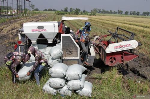 Bulog Bengkulu Serap 4.069 Ton Gabah, Lampaui Target 127 Persen