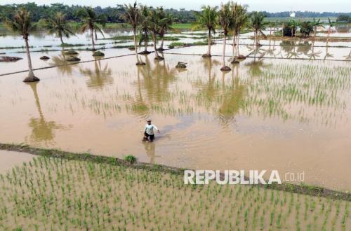 Curah Hujan Tinggi Hambat Rehabilitasi Sawah di Sumatera