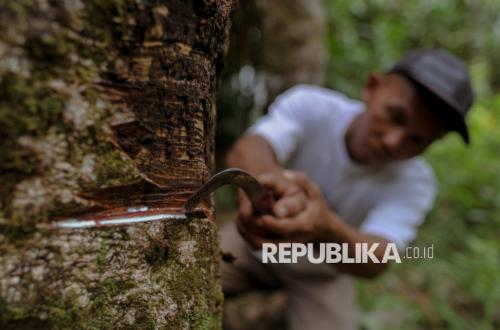 Rantai Pasok Karet Tertekan, Industri Ban Perkuat Intervensi di Tingkat Petani