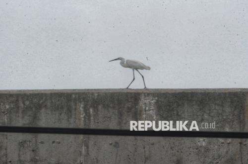 Sensus AWC 2026 Temukan 99 Jenis Burung di Pesisir Jakarta