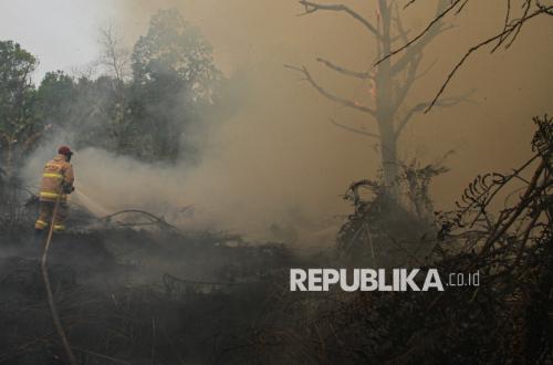 Antisipasi Karhutla Meluas, Kemenhut Evakuasi Orang Utan di Kalimantan Barat