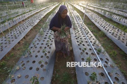 Lahan Bekas Lumpur Bencana di Pidie Jaya Disulap Menjadi Lahan Produktif