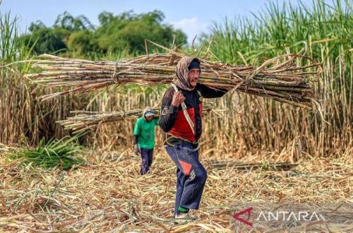 APTRI Dukung Pabrik Gula Rafinasi Wajib Bangun Kebun Tebu Sendiri