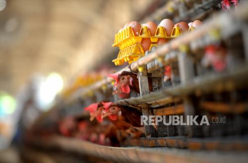 Danantara Gaspol Bangun Peternakan Ayam demi Sukseskan MBG
