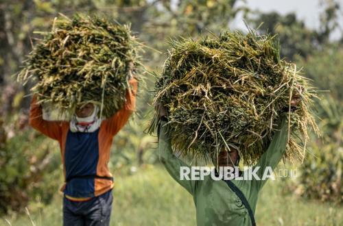 BPS: Luas Panen Padi Naik 23,62 Persen pada Februari 2026