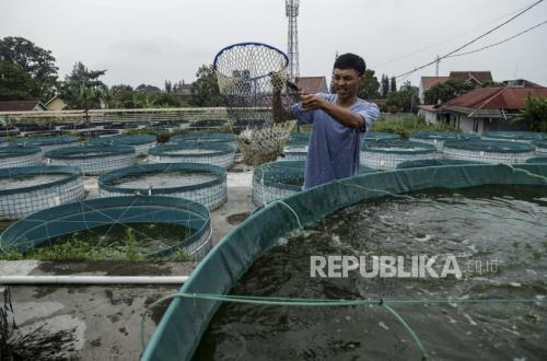 Benih Nila Merah Sulteng Perkuat Ekonomi Warga Sigi