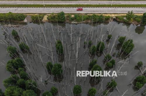 IKN Jadi Percontohan Rehabilitasi Mangrove Program M4CR
