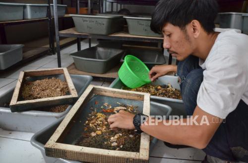 Rumah Maggot di Papua: Ketika Sampah Organik Berubah Jadi Berkah