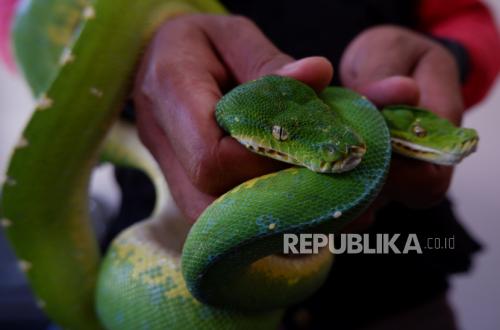 Kemenhut Siapkan Jurus Baru Bongkar Jaringan Perdagangan Satwa Liar
