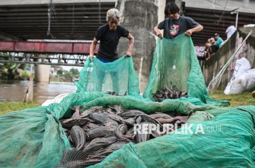 Total 6,98 Ton Ikan Sapu-Sapu Ditangkap dari Lima Wilayah di Jakarta