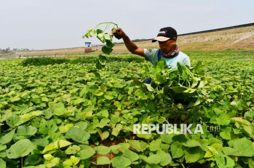 Terungkap, Tumbuhan Punya Sistem Komunikasi untuk Bertahan Saat Bumi Memanas