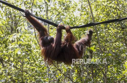 Bayi Orangutan Indonesia Ditemukan di Hutan India, Kok Bisa? Ini Dugaan Awalnya