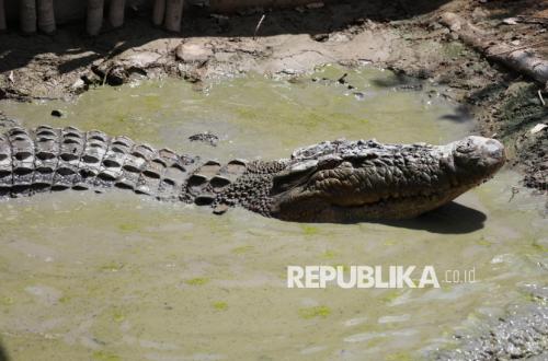 Buaya Muara Raksasa Dievakuasi dari Permukiman Warga di Sambas