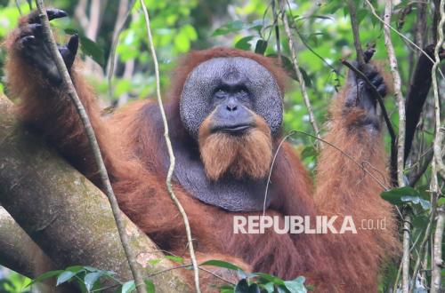 Membaca Zoogeografi Sumatra