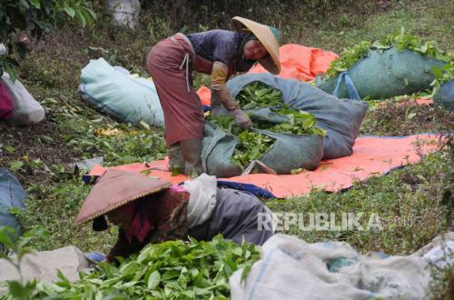 Cegah Bencana, 22 Ha Kebun Teh di Ciater dan Pangalengan Telah Direvitalisasi