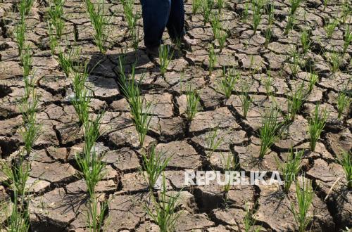 Sumur Dalam Jadi Andalan Petani Hadapi Kekeringan Saat Musim Kemarau