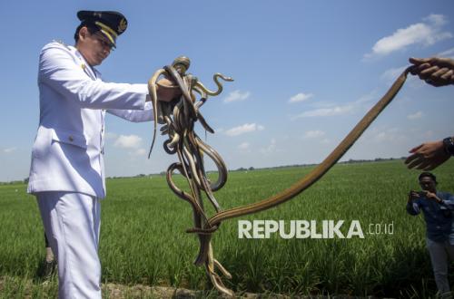 Kesal tak Ditemui Bupati Lucky Hakim, Pendemo Lempar Ular Sawah ke Pendopo Indramayu