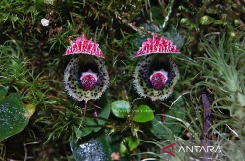 BRIN Dokumentasikan Sepuluh Spesies Anggrek Baru di Indonesia