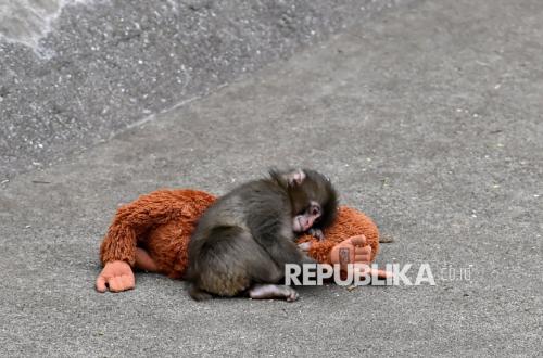 Potret Menggemaskan Punch, Bayi Monyet Viral Bersama Boneka Orangutan Kesayangannya
