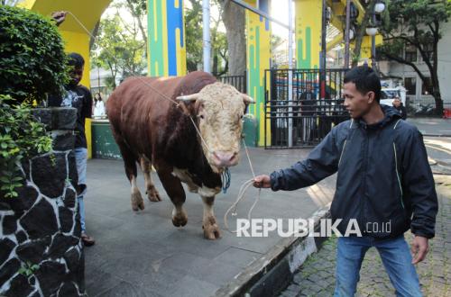 Pemotongan Sapi Kurban Bantuan Presiden Prabowo, Daging Disalurkan ke Mustahik