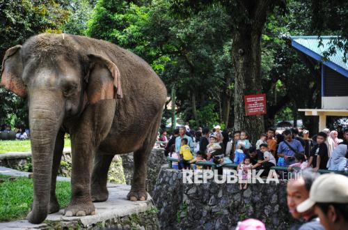 Viral Video Anak Jatuh di Kandang Gajah Ragunan, Pemprov Jakarta: Jangan Bahayakan Diri Demi Konten
