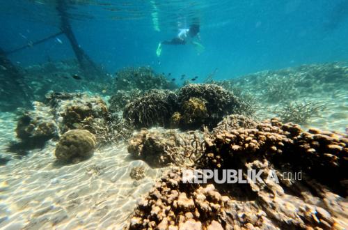 Bappenas: Indonesia Perlu Integrasikan Ekosistem Karbon Biru dalam Perencanaan Pembangunan