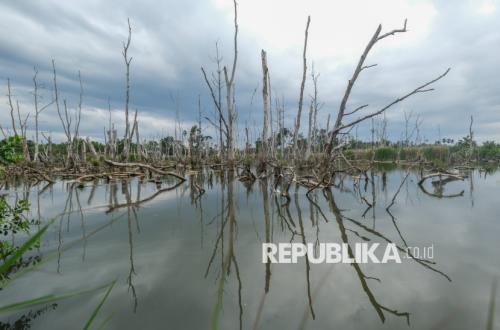 Mangrove Mengering, Alarm bagi Pesisir Indonesia