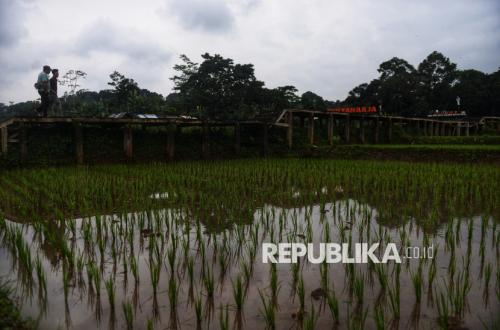 Perpres Baru Terbit, Pemerintah Perketat Alih Fungsi Lahan Sawah