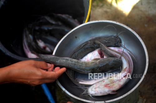 Tak Perlu Salmon, Penuhi Kebutuhan Protein Anak Bisa dengan ...